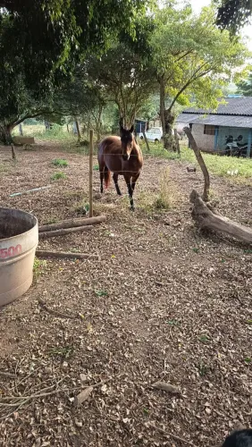 Pistiça quarto de milha