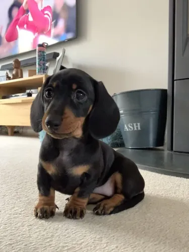 PROMOÇAO DE DASCHUND MINI 