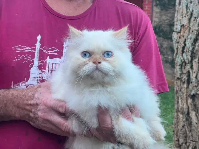 Gata Persa com pedigree 