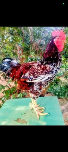 Ovos de GSB 