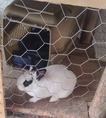 Coelha Netherland Dwarf (mini coelho anão)