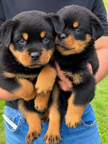 Rottweiler cabeça de touro somente machos raça pura