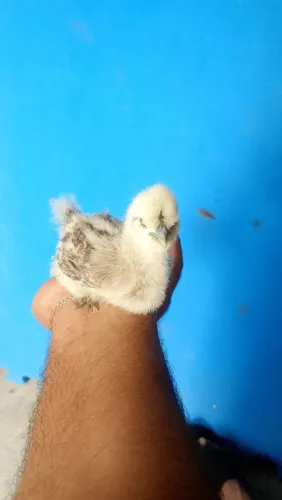 Pinto de sedosa