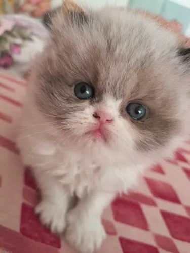 Gato persa