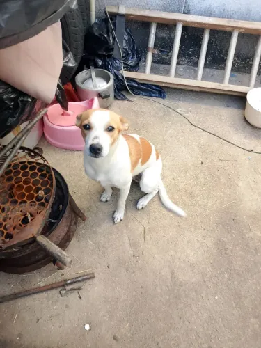 Doação de casal de cães