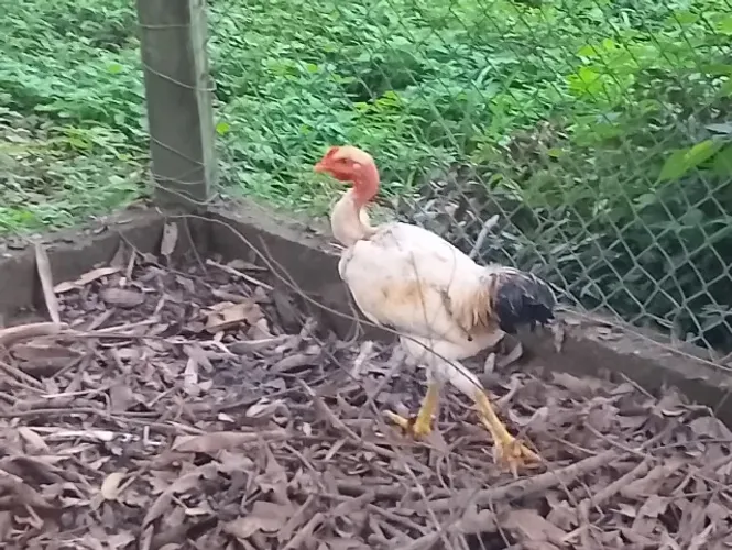 Frango Galo 