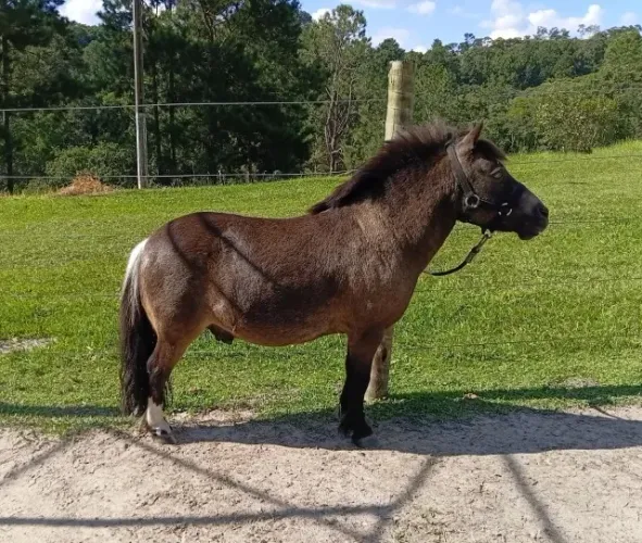 Pônei Macho