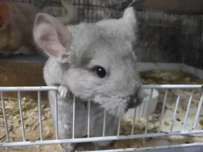 Chinchila com gaiola e tudo 