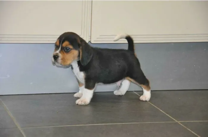 Filhotes De Beagle - Um Parceiro Para Dividir Alegrias 