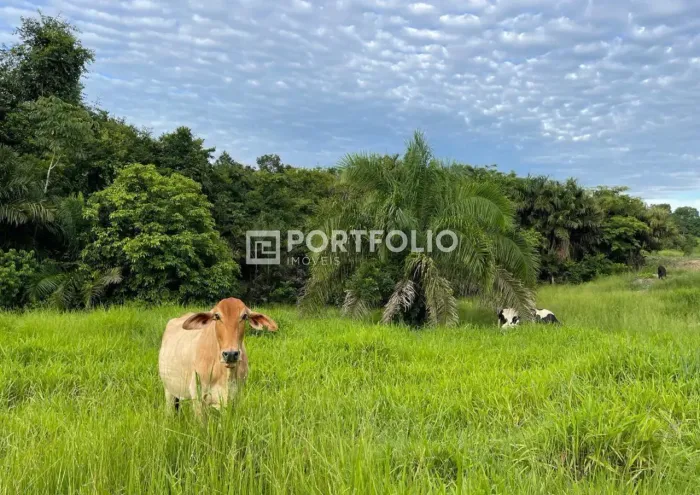 Fazenda à venda com 43 alqueires em Goiás Velho, GO
