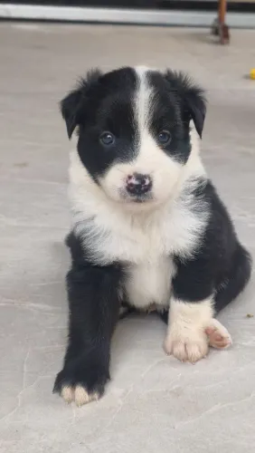 Filhotes de Border Collie 