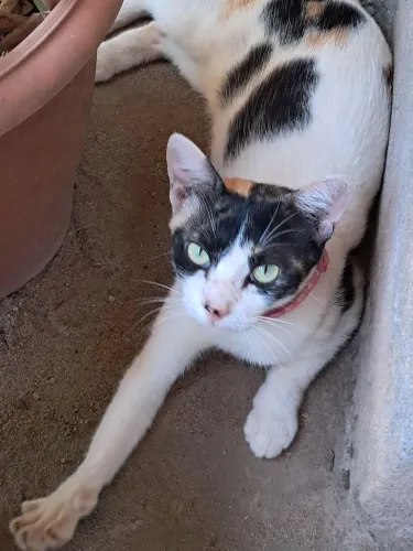 Gata CASTRADA disponível para adoção