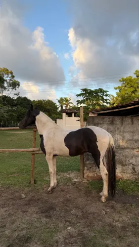 Cavalo pampo de preto marcha picada homozigoto