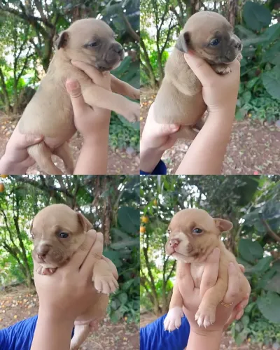 Fêmeas de Pitbull 