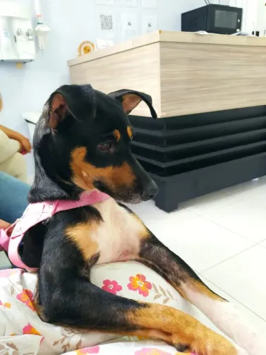 Essa princesinha está para adoção