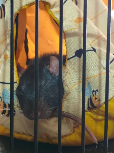 Rato Twister 