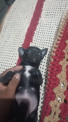 Filhote de cachorro pinscher 