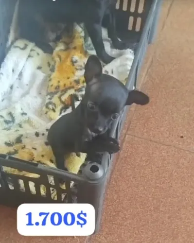 Lindo filhote pinscher macho zero zero