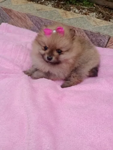 Spitz alemão Anã fêmeas com pedigree contrato e Vacina 