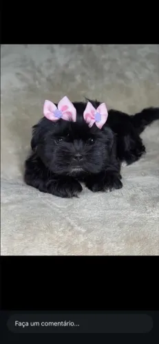 Shih tzu femea