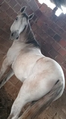 Cavalo