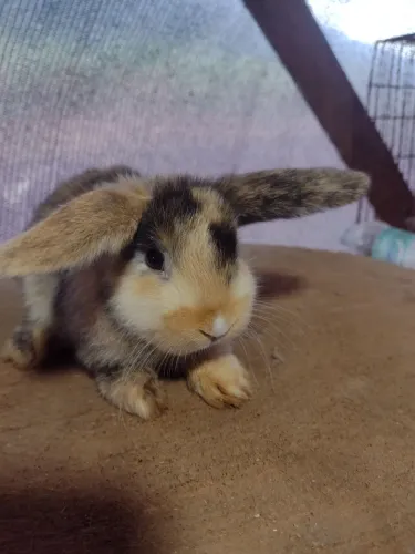 Mini Lop