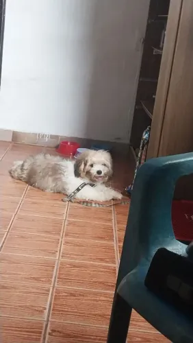 Vendo lindos cachorros da raça shit tzu