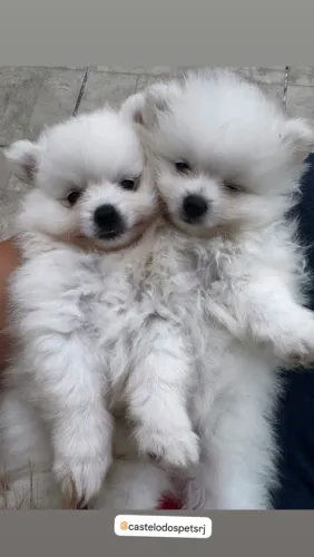 Lulu da pomerania anão macho, país com pedigree