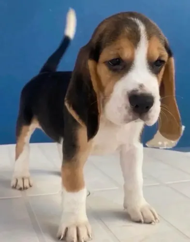 LINDÍSSIMA FÊMEA DE BEAGLE
