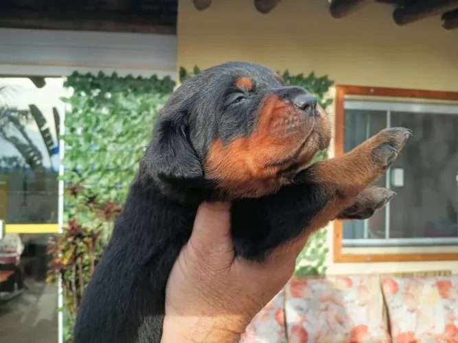 Rottweiler Cabeça De Touro