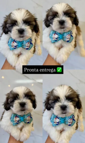 Vendo lindo filhote da raça Lhasa apso, macho
