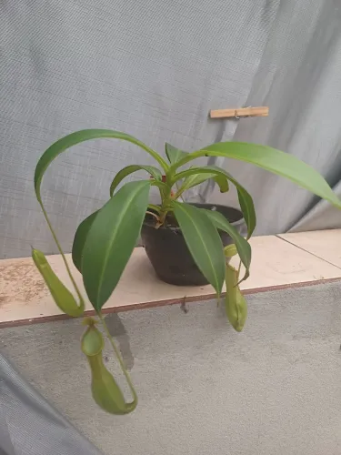 planta carnívora nepenthes