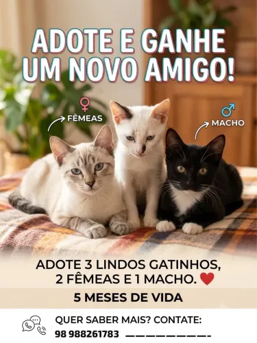 Doação de lindos gatinhos 