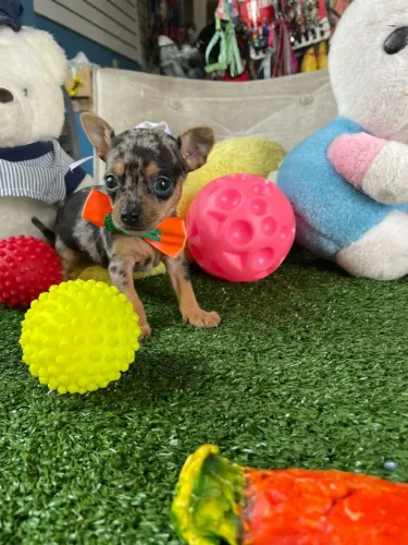 Pinscher macho na cor arlequim macho 