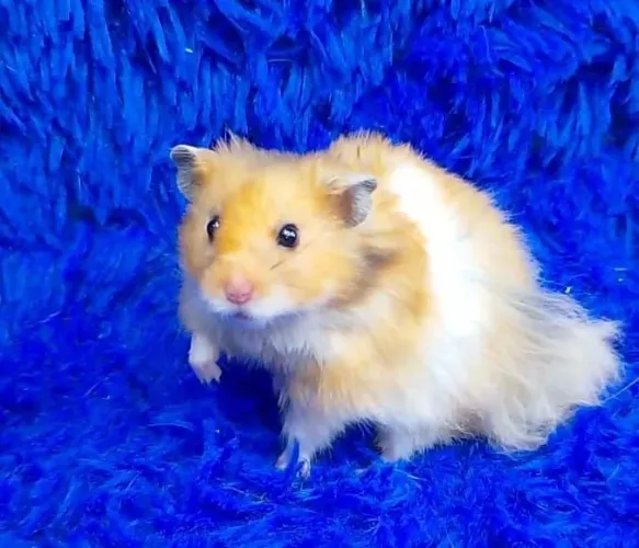 Hamester angorá ursinho