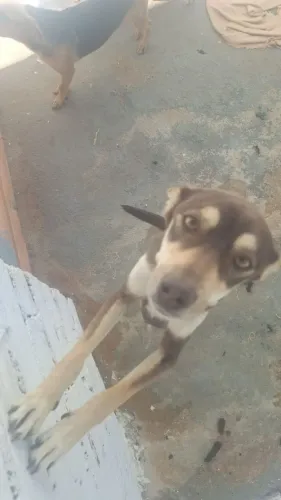 Cachorro Vira-lata fêmea 