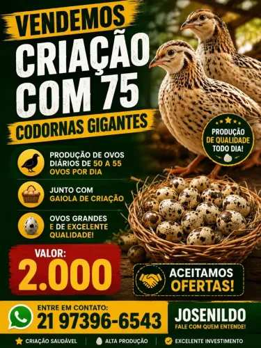 Codornas em postura