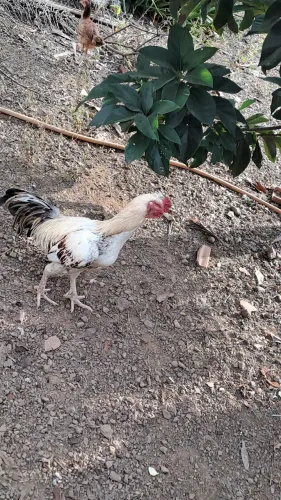 Galo filho de indio gigante. Pato.