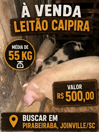 Leitão à venda em pirabeiraba (porco)