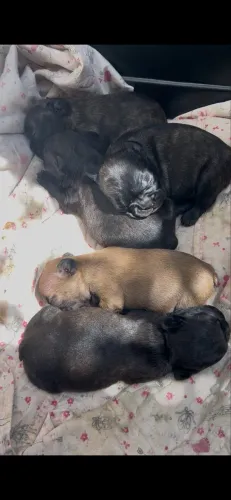 Buldogue francês