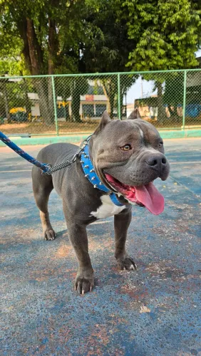 American Bully com pedigree para cobertura