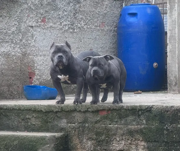 Vendo Matris American Bully blue