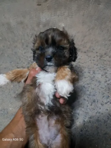 Vendo casal de shitzu 