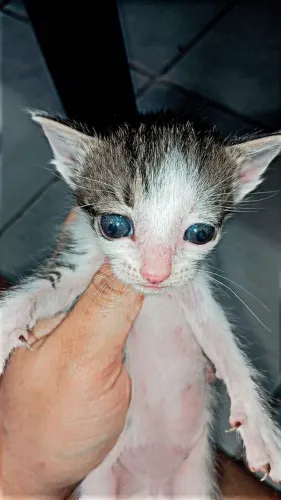 Doação de filhotes de gatos 