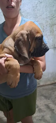 Fila brasileiro disponível 