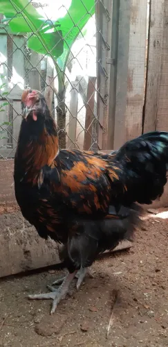 Galo Orpignton negro dourado.