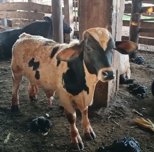 Mini boi