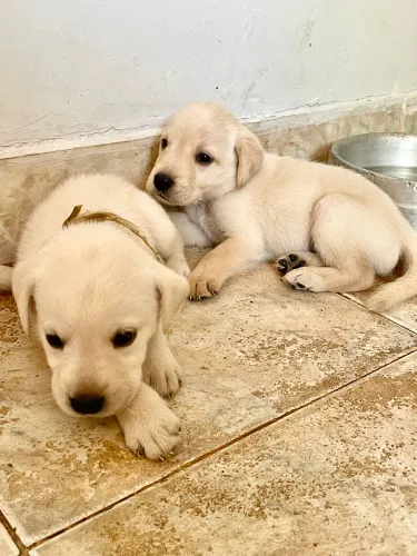 Filhotes de labrador retriever