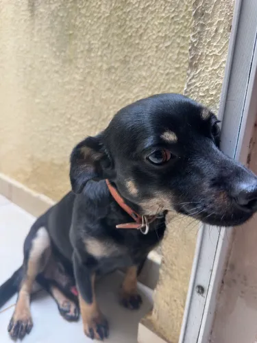 Doação cachorro porte pequeno