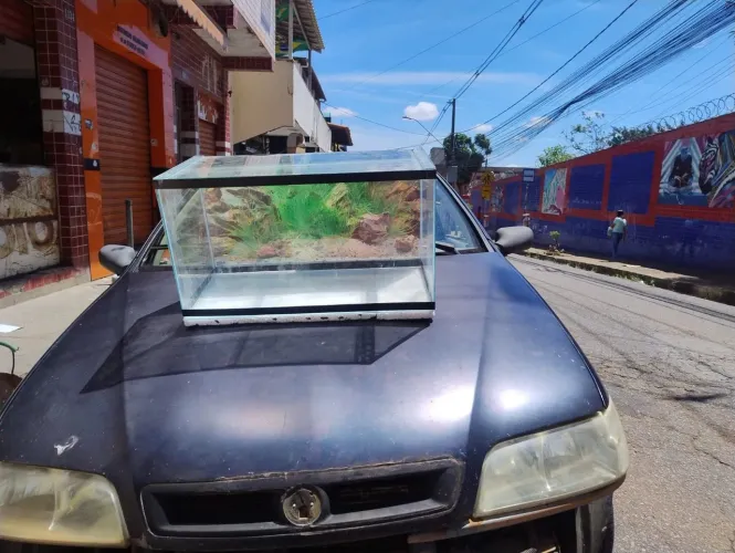 AQUARIO LINDO 50 Litros